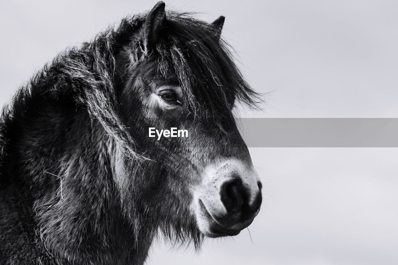 Close-up portrait of pony against sky