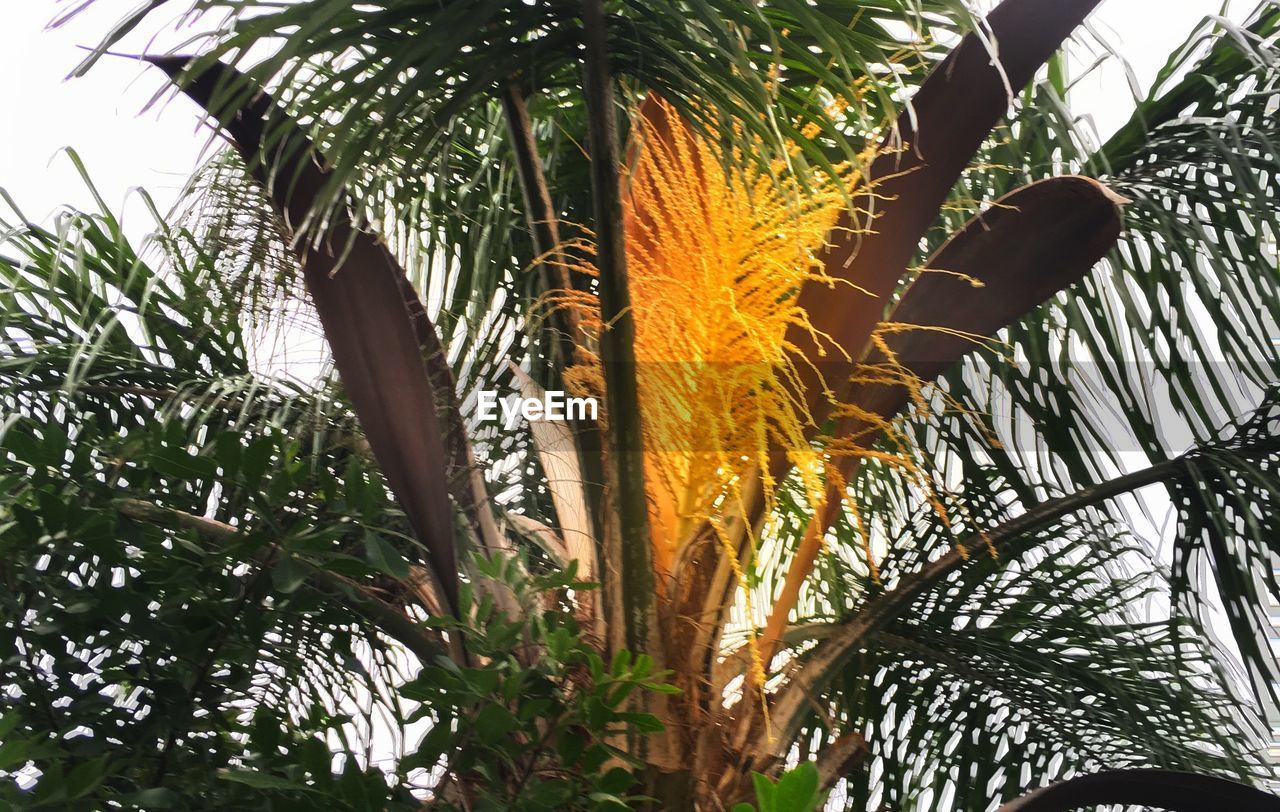 LOW ANGLE VIEW OF TREES