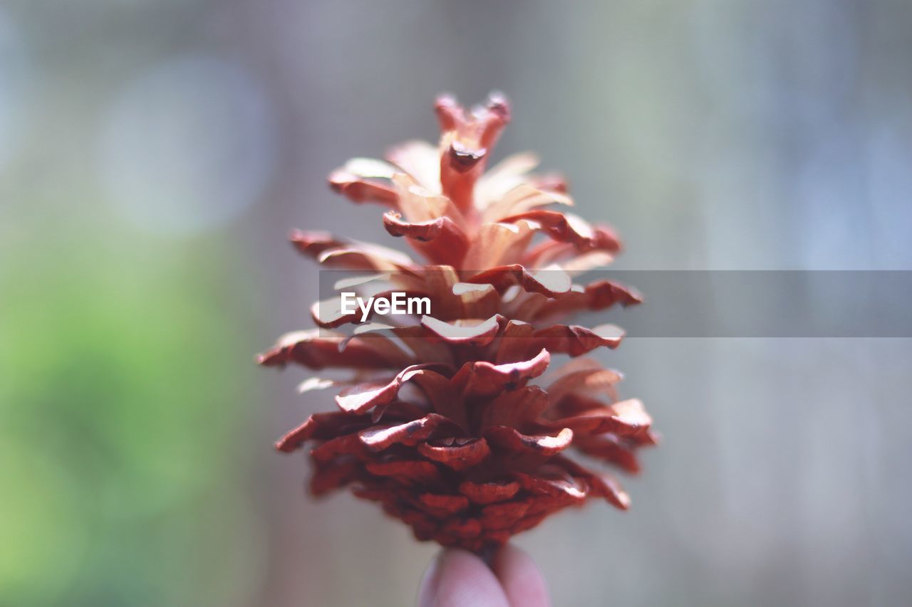 Close-up of red flowering plant