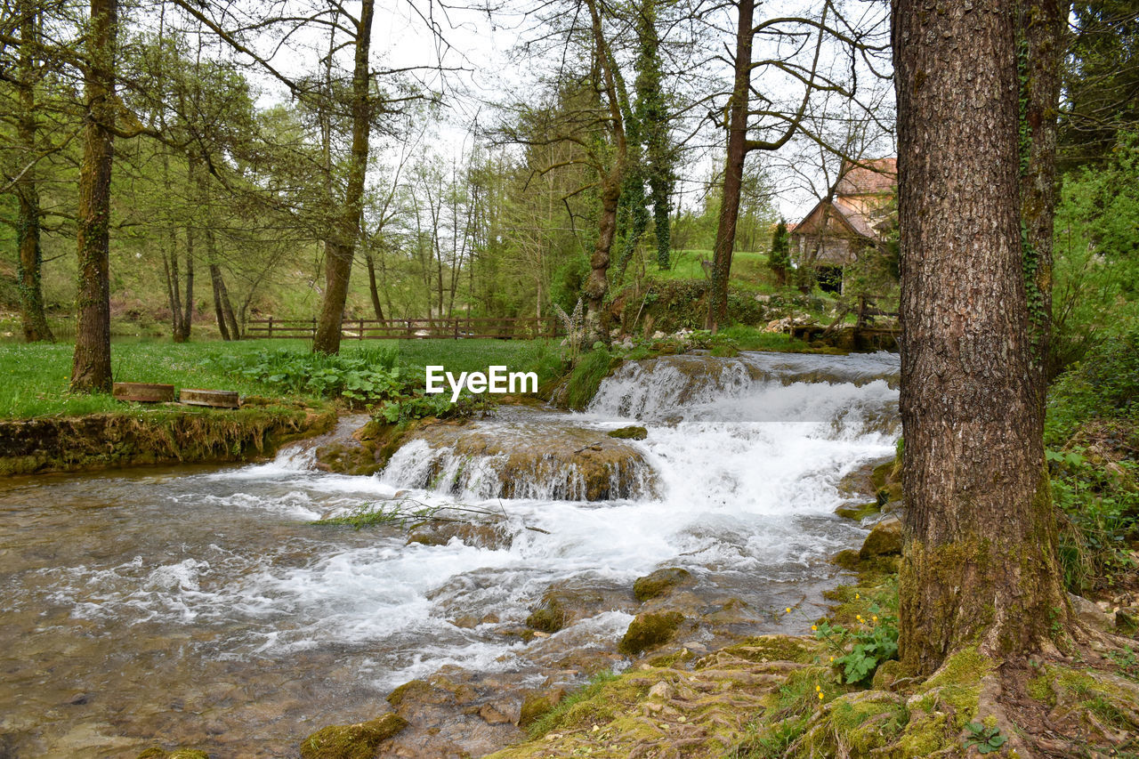 SCENIC VIEW OF STREAM IN FOREST