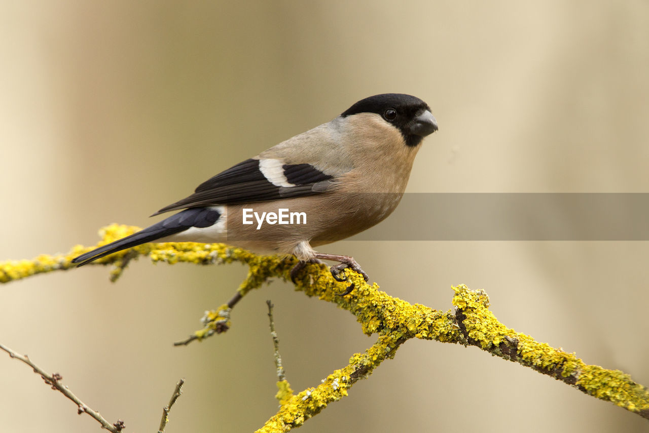 CLOSE-UP OF A BIRD PERCHING ON BRANCH