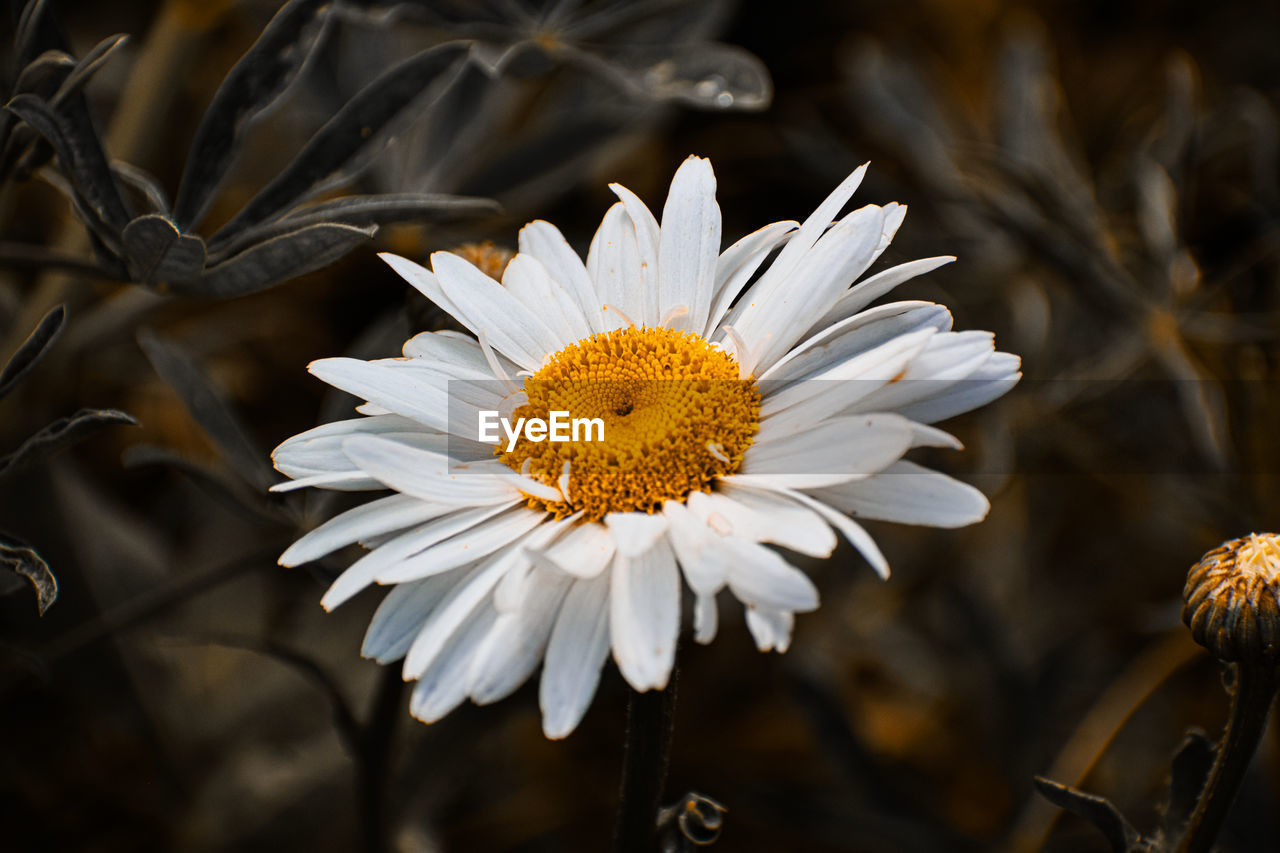 CLOSE-UP OF WHITE DAISIES