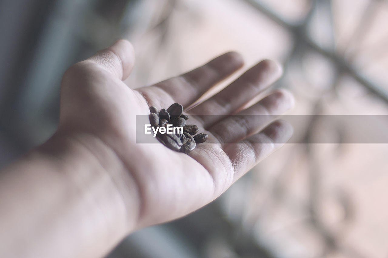 Close-up of hand holding coffee beans