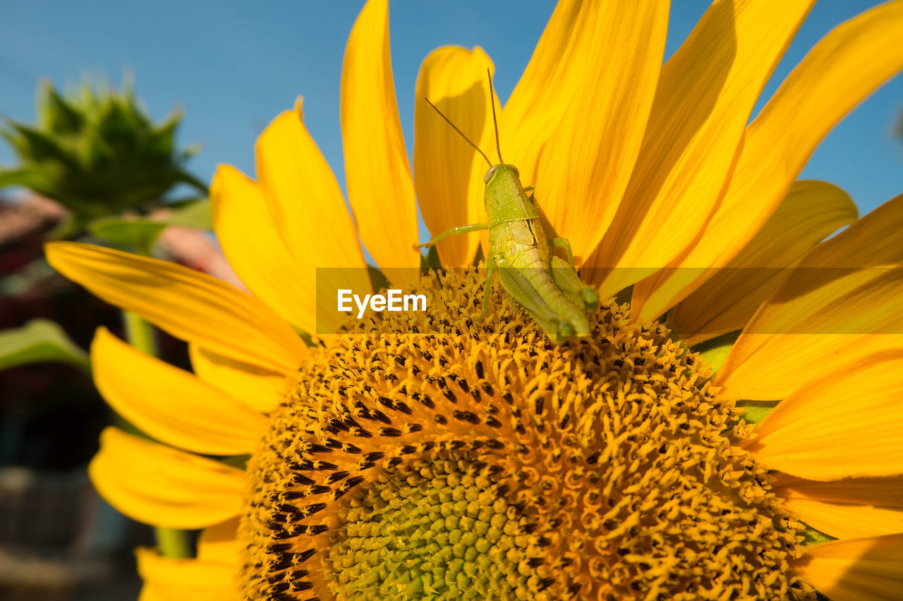 Extreme close-up of insect on sunflower