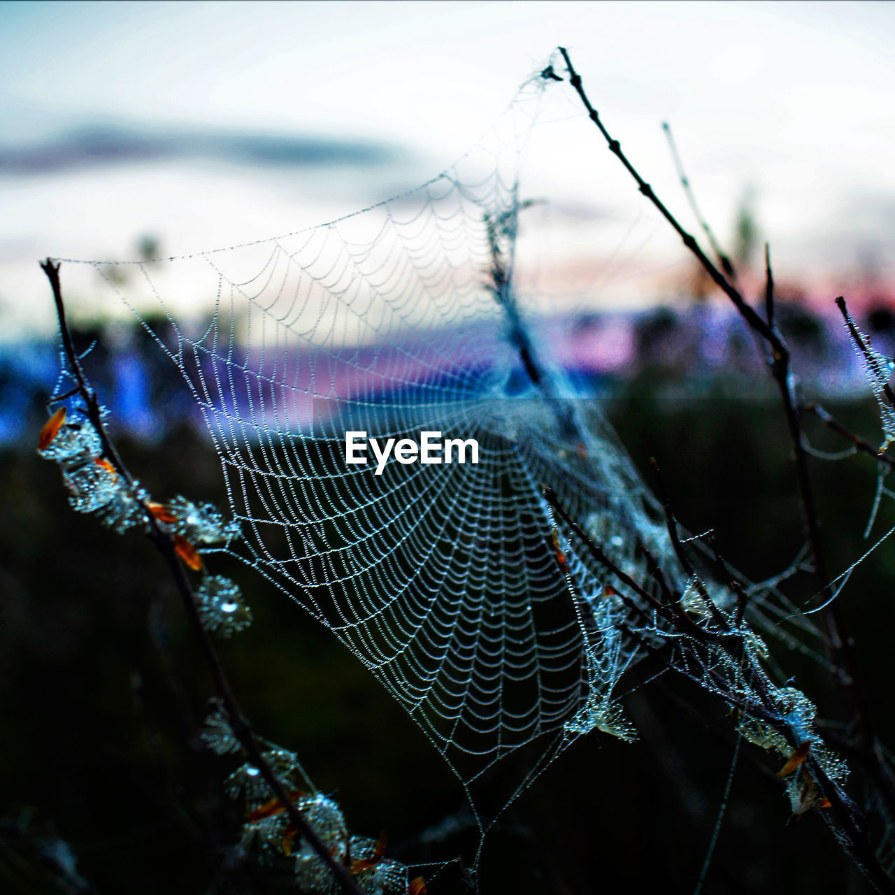 spider web, fragility, close-up, animal, focus on foreground, nature, no people, water, wet, drop, trapped, animal themes, outdoors, beauty in nature, intricacy, selective focus, day, plant, spider, complexity, macro photography, transfer print, dew, pattern, tranquility, auto post production filter, animal wildlife, environment