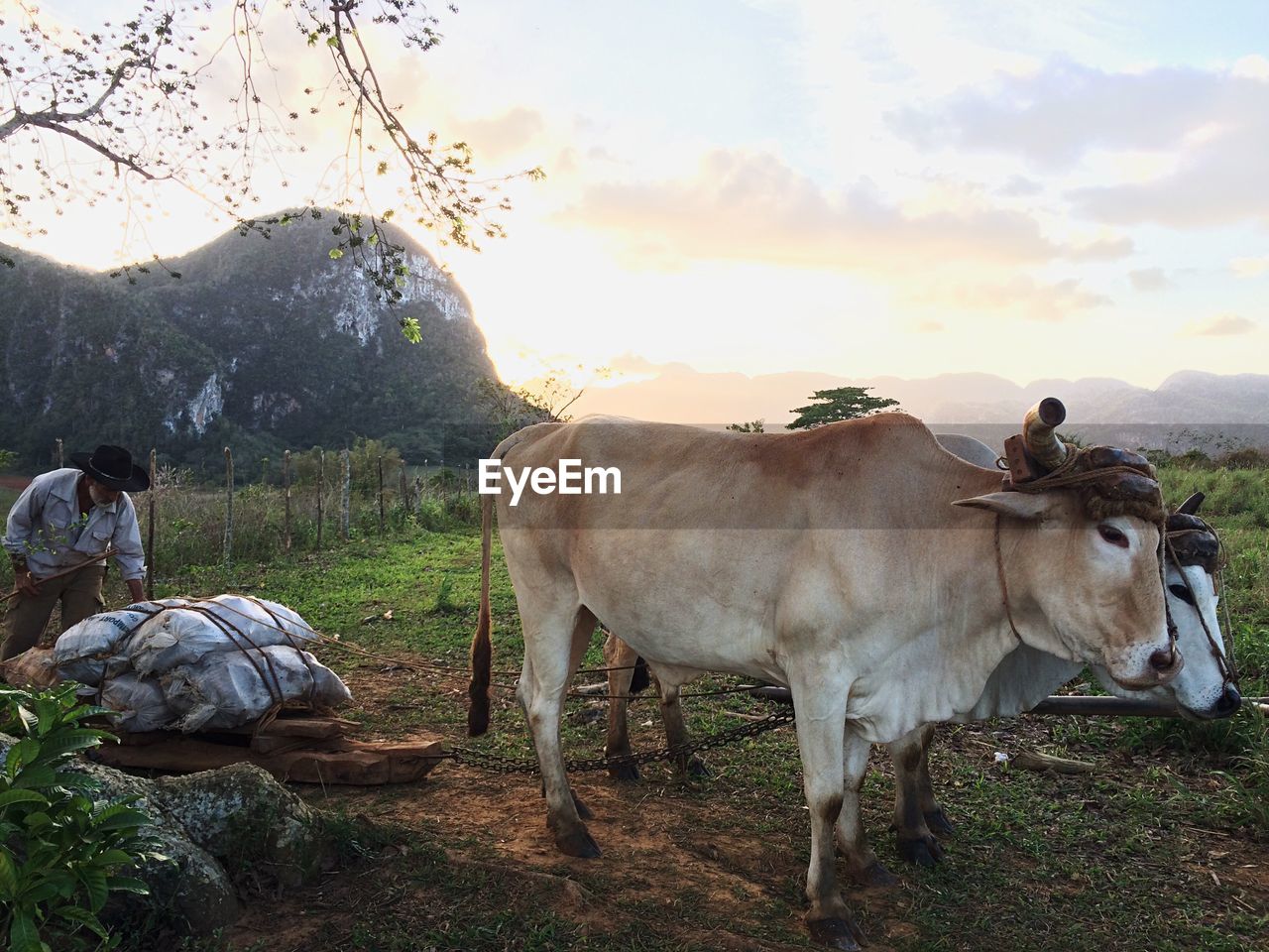 COWS ON FIELD AGAINST SKY DURING SUNSET