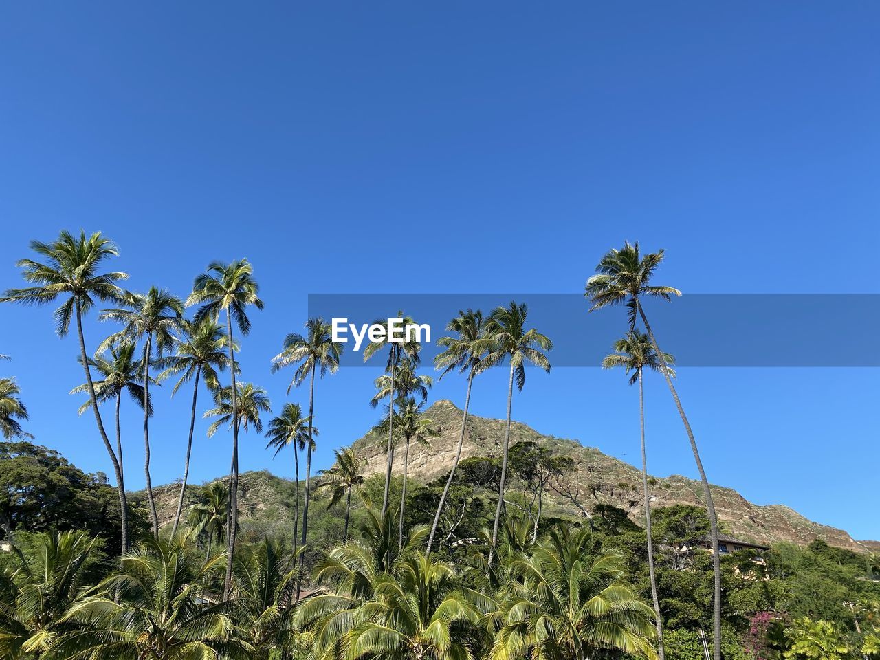 LOW ANGLE VIEW OF TREES AGAINST CLEAR BLUE SKY