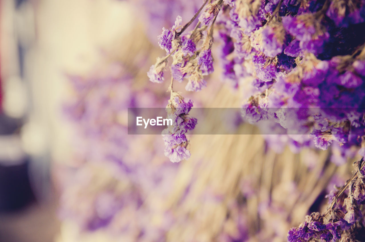 Close-up of purple flowers