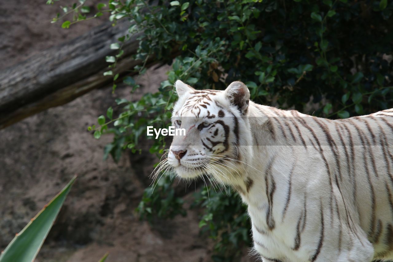 High angle view of white bengal tiger