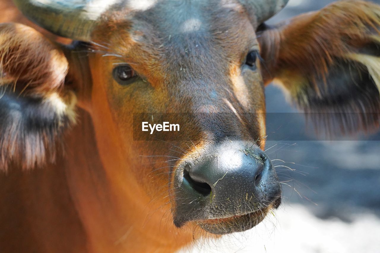 animal themes, animal, mammal, close-up, cattle, wildlife, domestic animals, one animal, livestock, portrait, animal body part, animal wildlife, pet, looking at camera, nature, animal head, no people, outdoors, cow