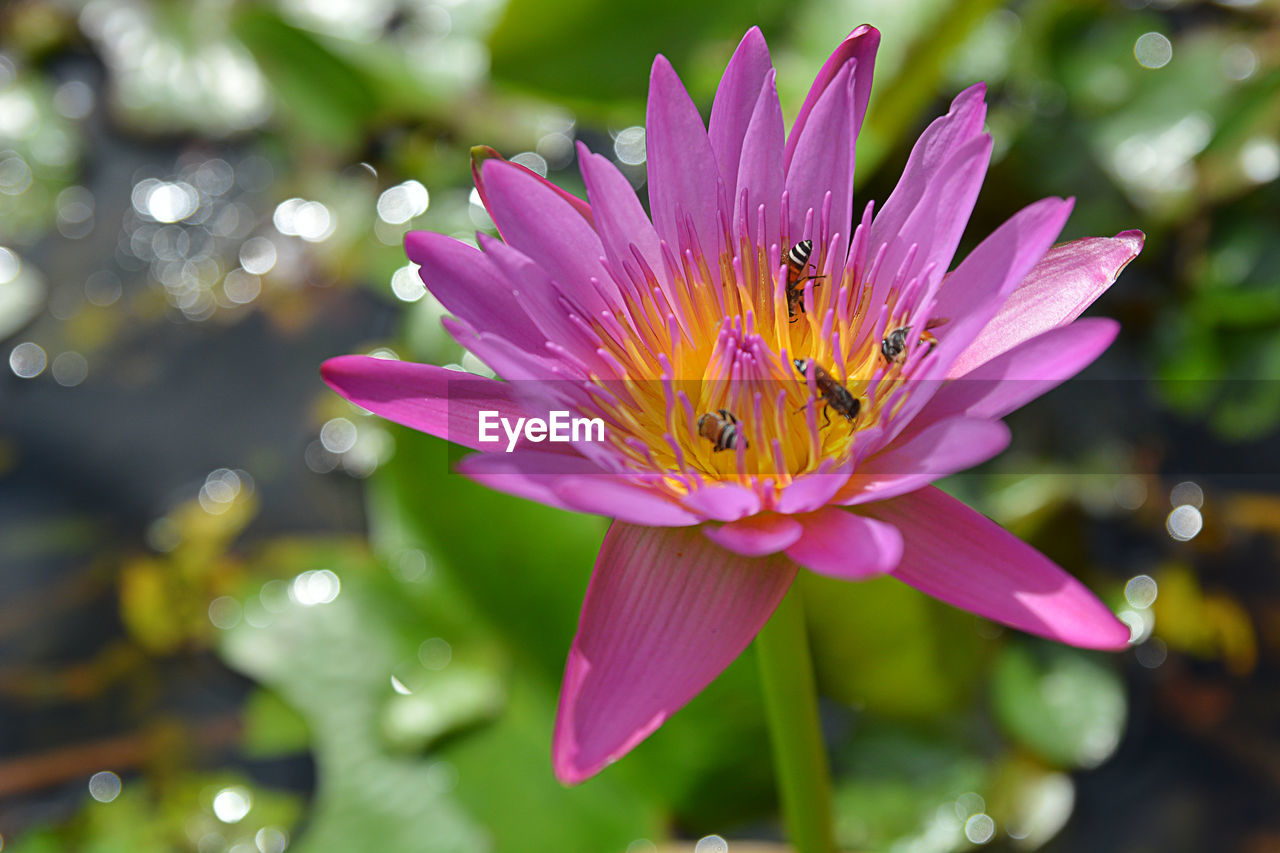 CLOSE-UP OF PINK LOTUS WATER LILY IN PLANT