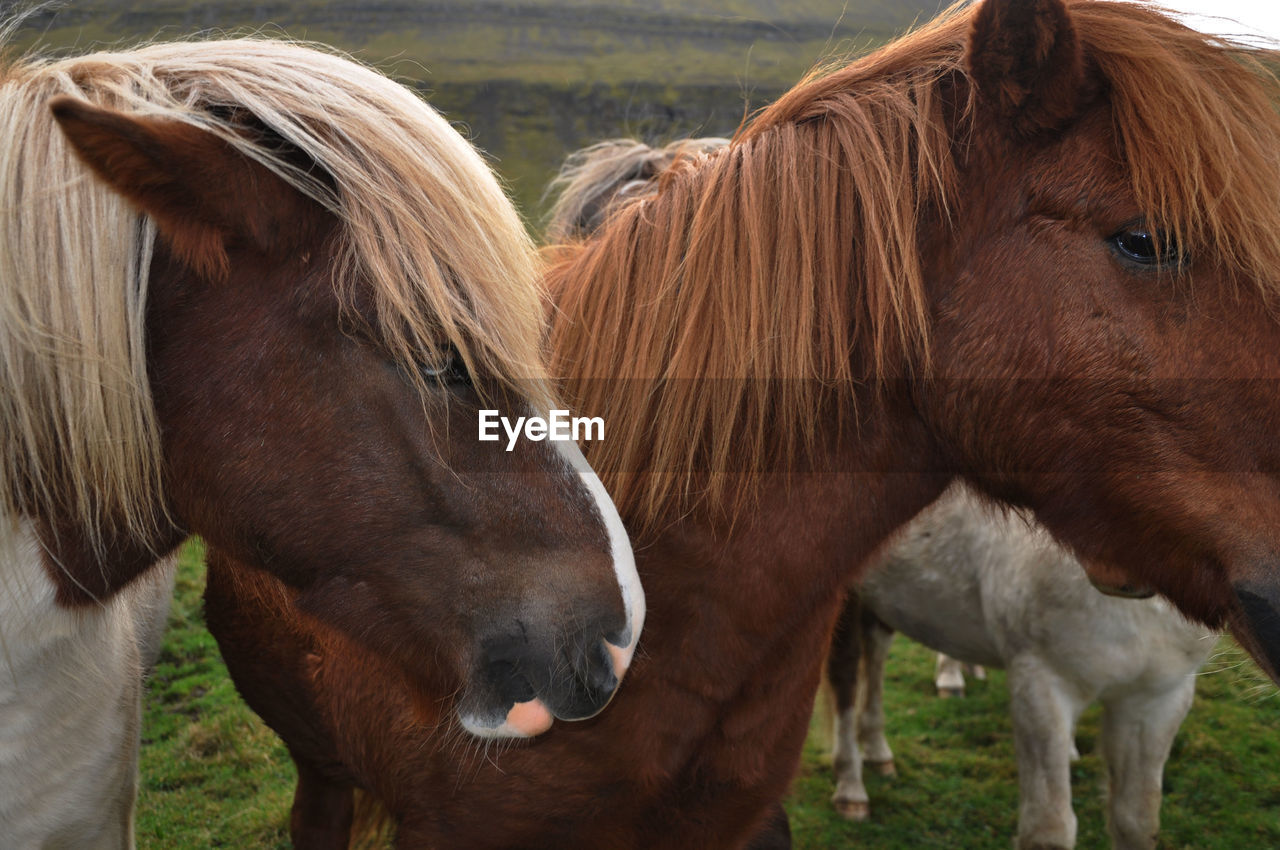 HORSES IN THE FIELD