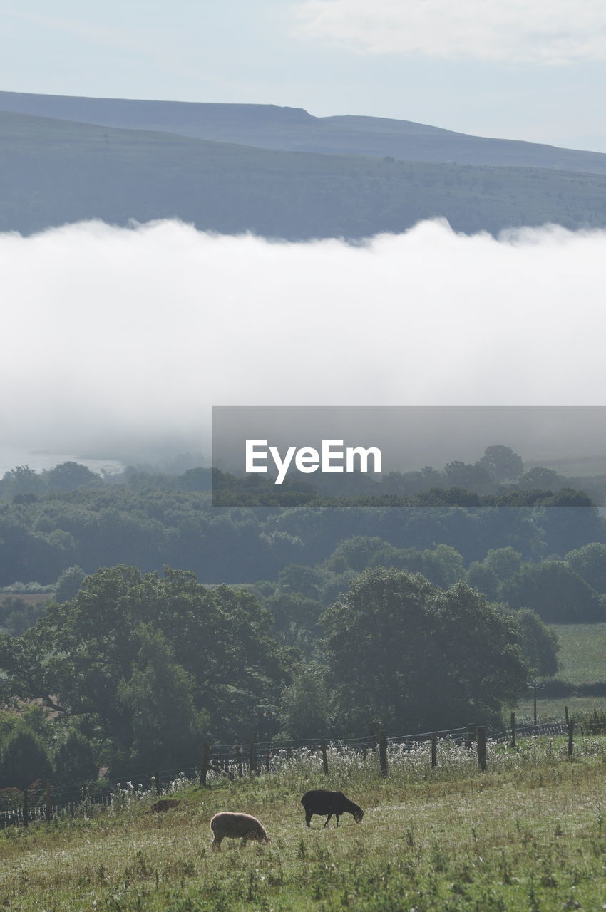 SCENIC VIEW OF AGRICULTURAL LANDSCAPE AGAINST SKY