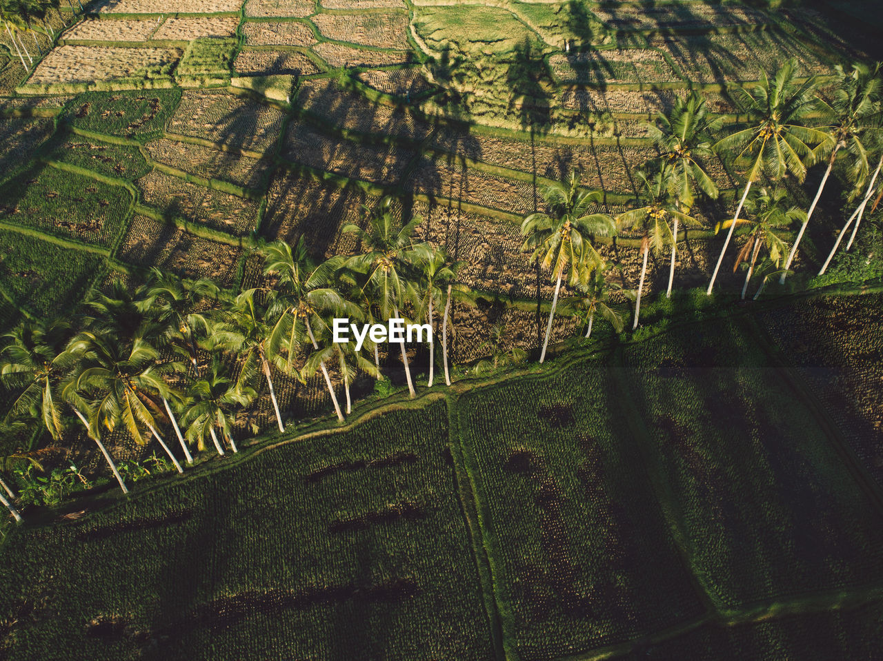 High angle view of rice fields