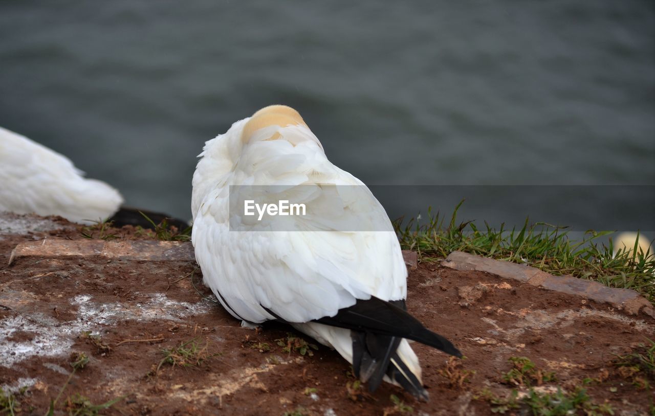 Close-up of white swan in water