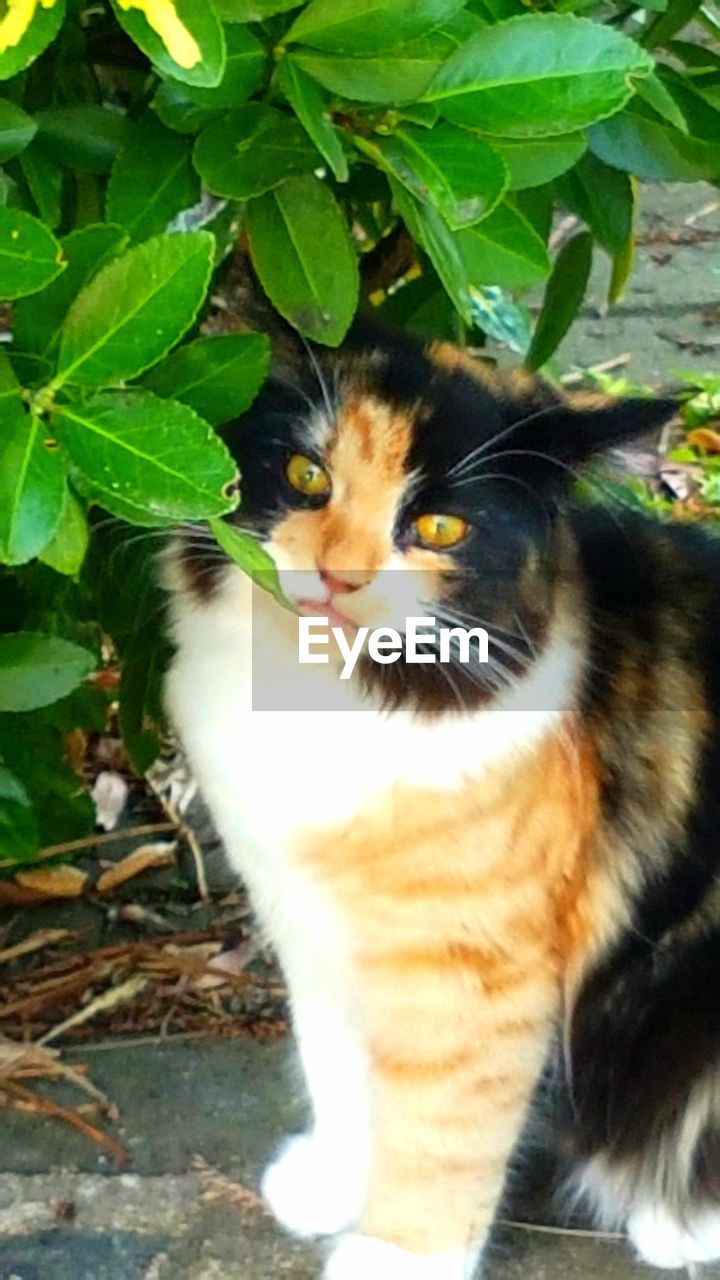 PORTRAIT OF CAT WITH EYES