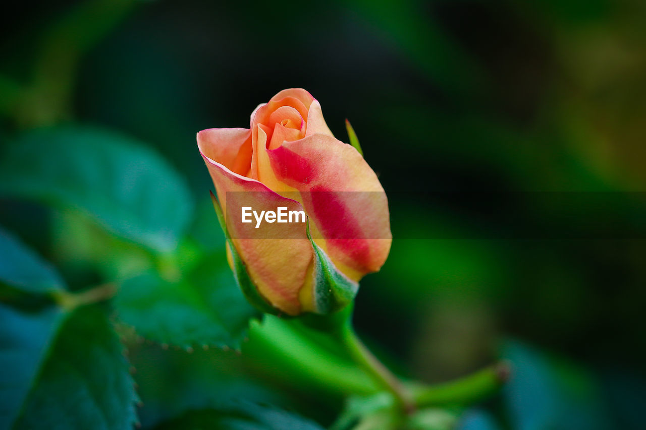 Close-up of pink rose