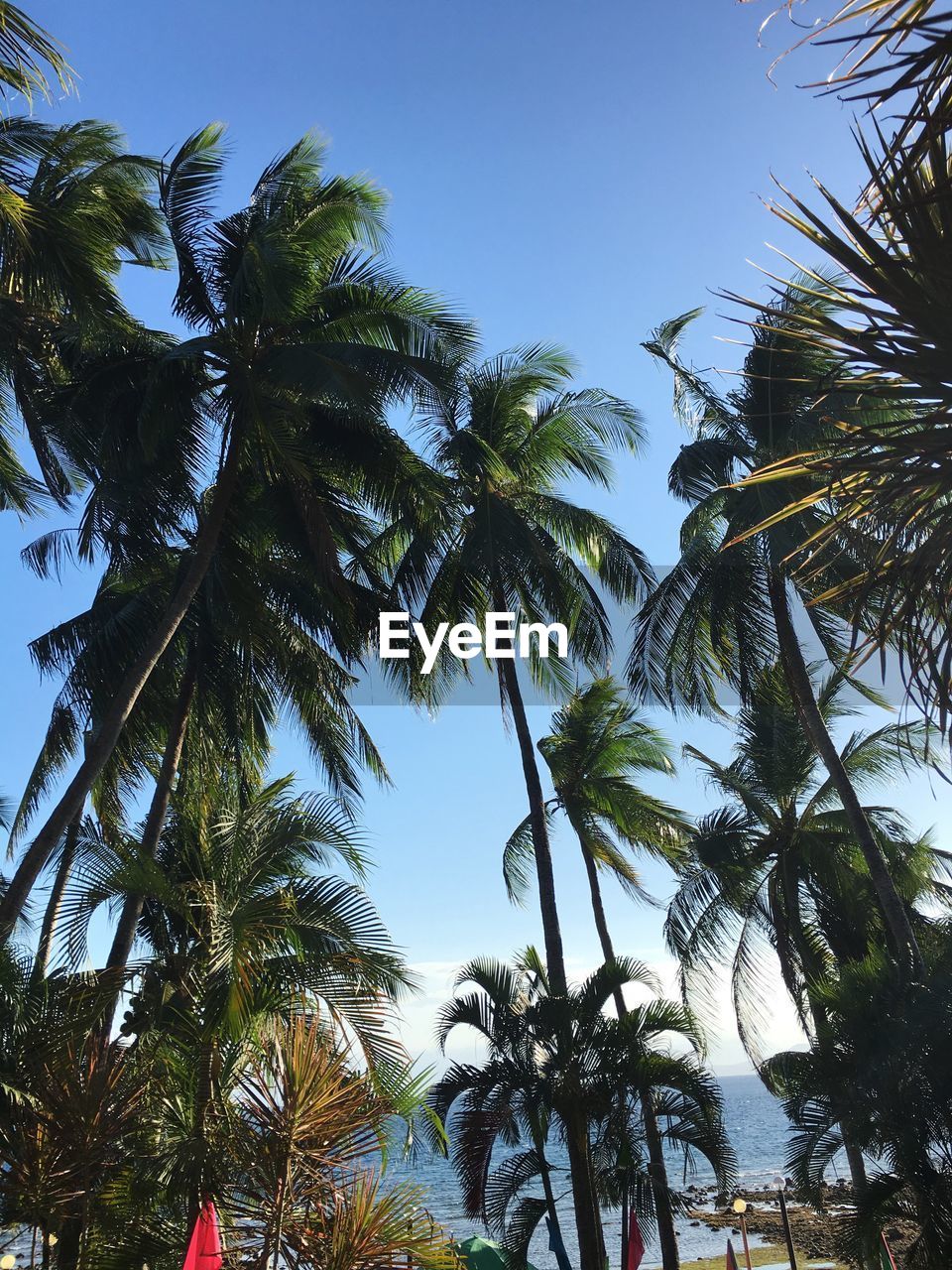 LOW ANGLE VIEW OF PALM TREES AGAINST CLEAR BLUE SKY