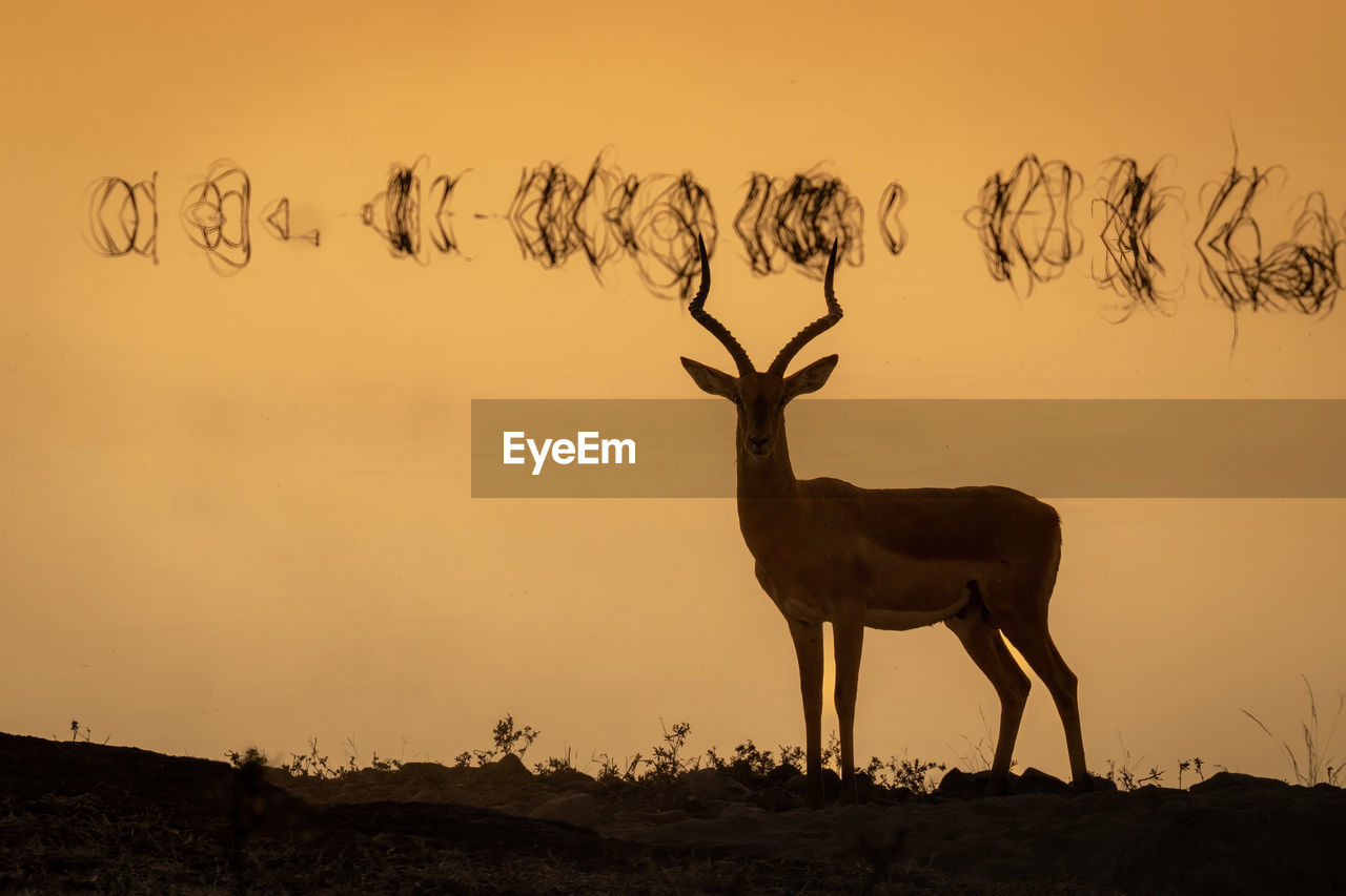 deer standing on field against sky