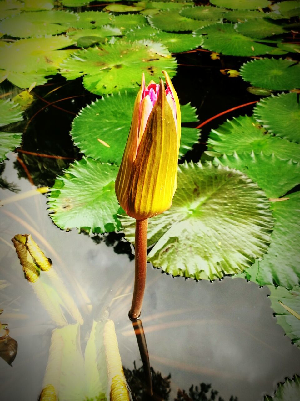 CLOSE-UP OF WATER LILY BLOOMING OUTDOORS