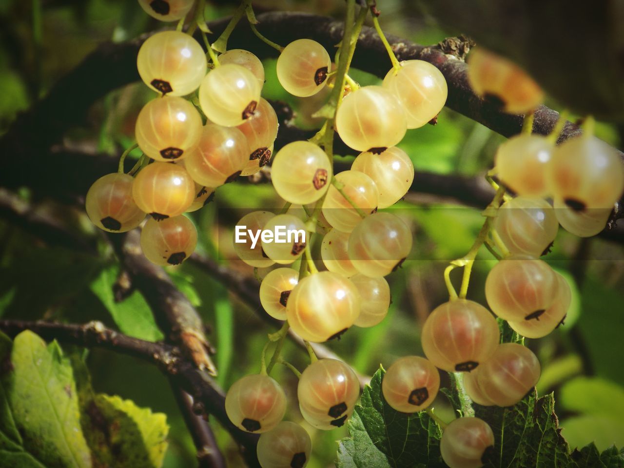 Close-up of berries growing on plant