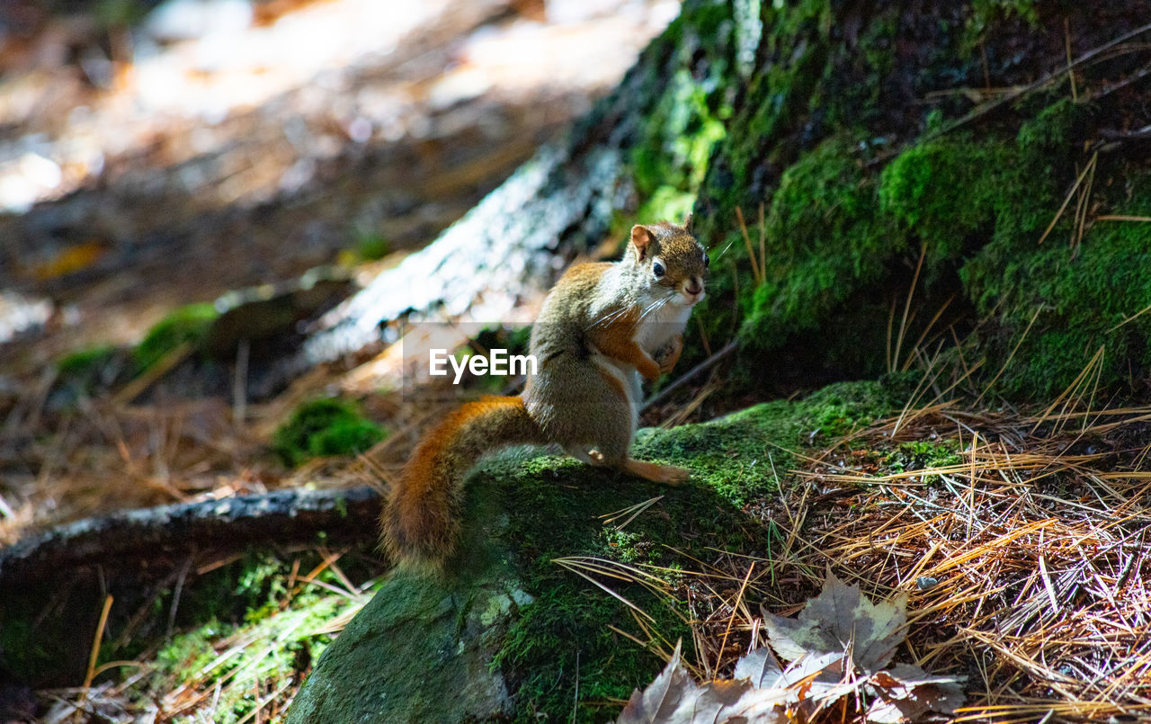Side view of squirrel on rock