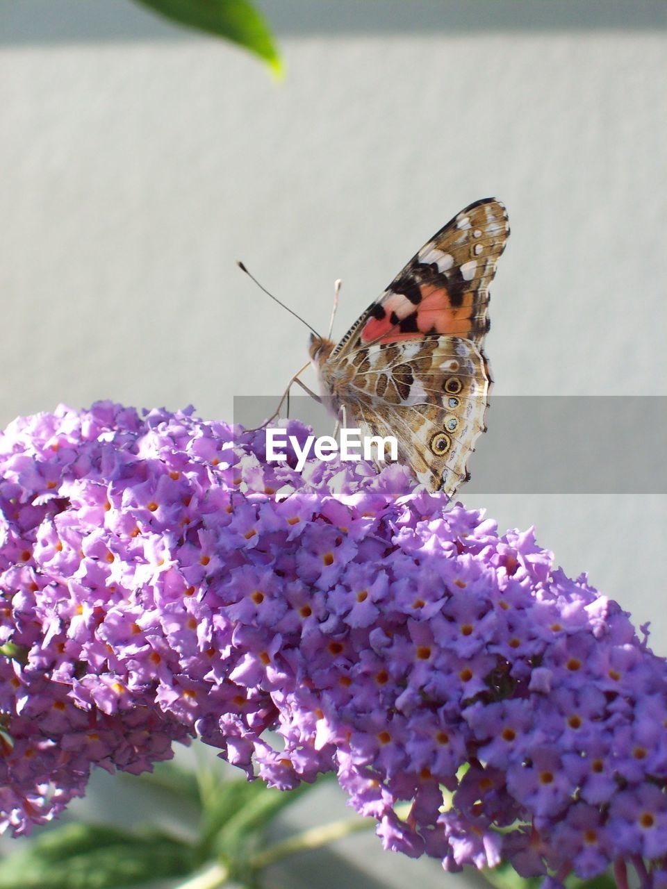 CLOSE-UP OF BUTTERFLY POLLINATING FLOWER