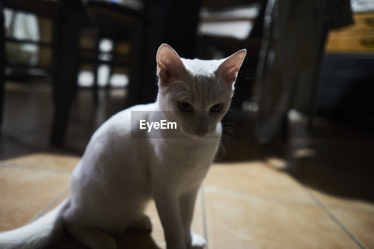 pet, animal themes, animal, cat, mammal, domestic animals, one animal, domestic cat, feline, indoors, whiskers, small to medium-sized cats, felidae, focus on foreground, no people, white, sitting, flooring, looking, portrait, looking at camera