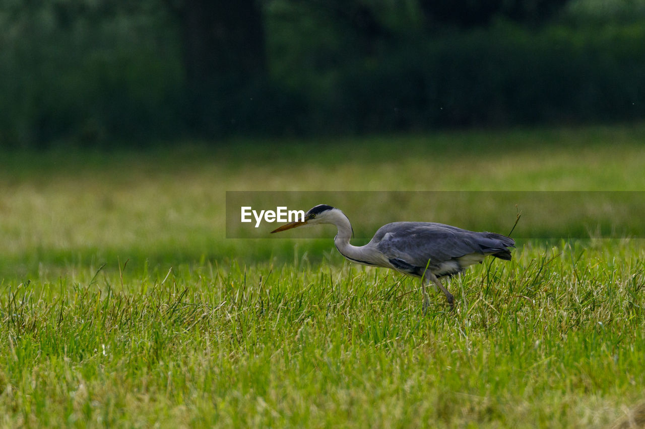 Side view of a bird on field