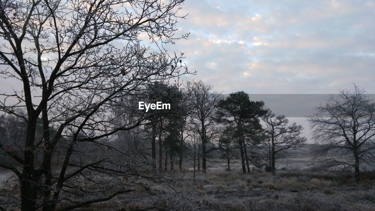 Low angle view of trees in forest against sky