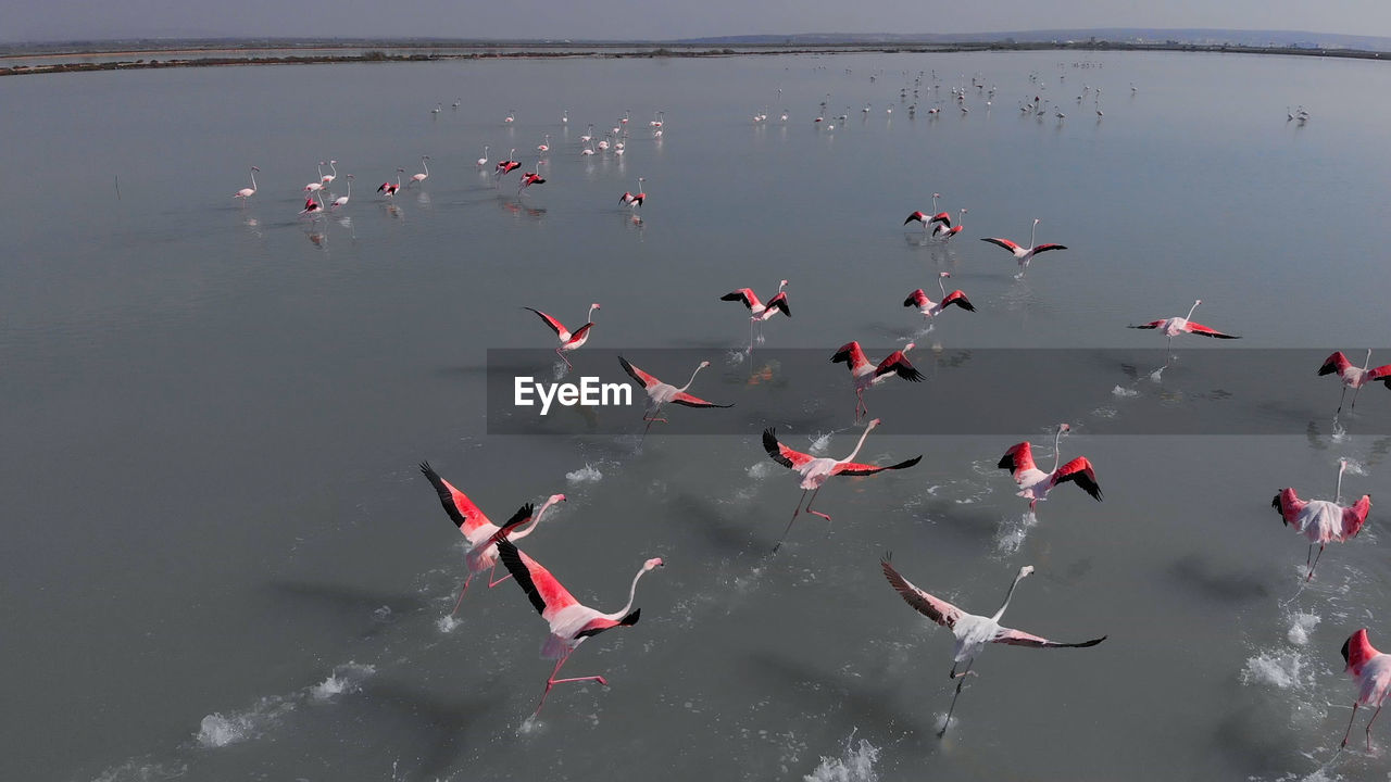 High angle view of birds flying over lake