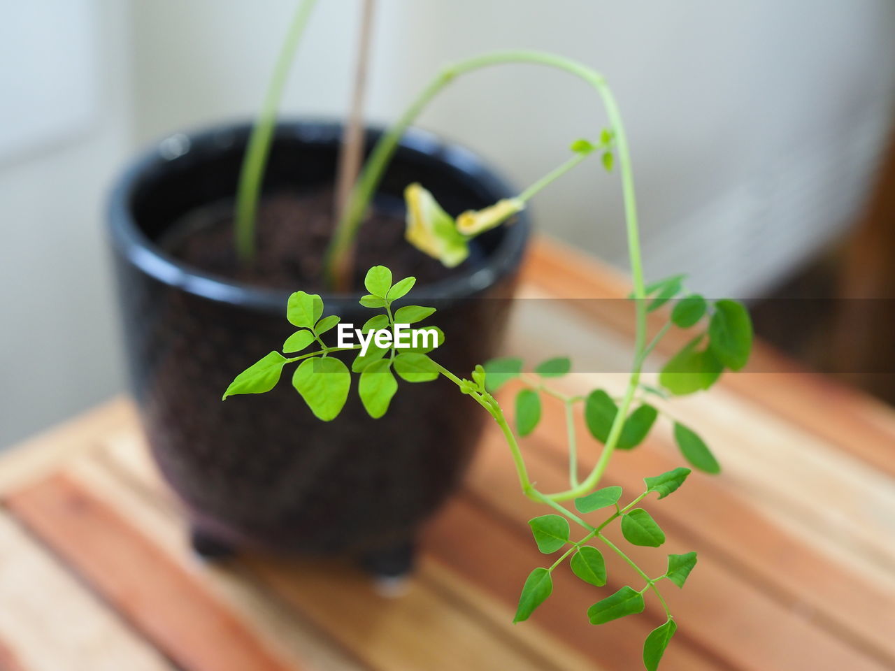 HIGH ANGLE VIEW OF POTTED PLANT