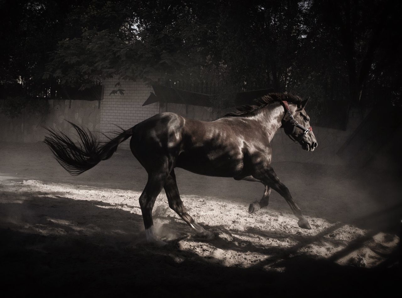 Horse running in stable