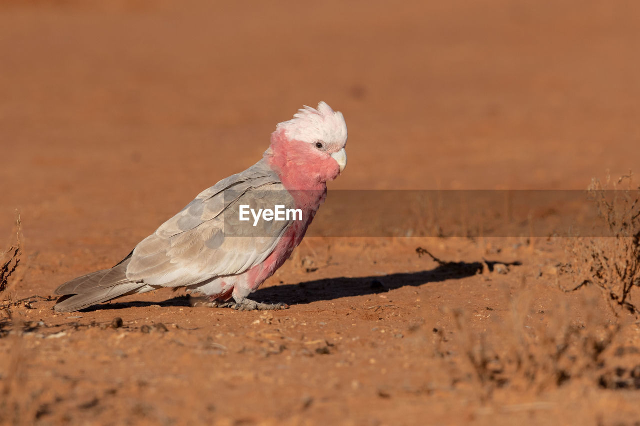 CLOSE-UP OF A BIRD PERCHING ON A LAND