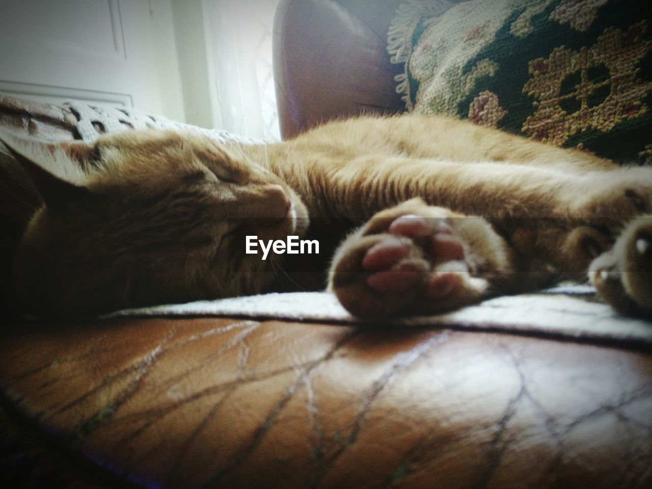 CLOSE-UP OF SLEEPING DOG