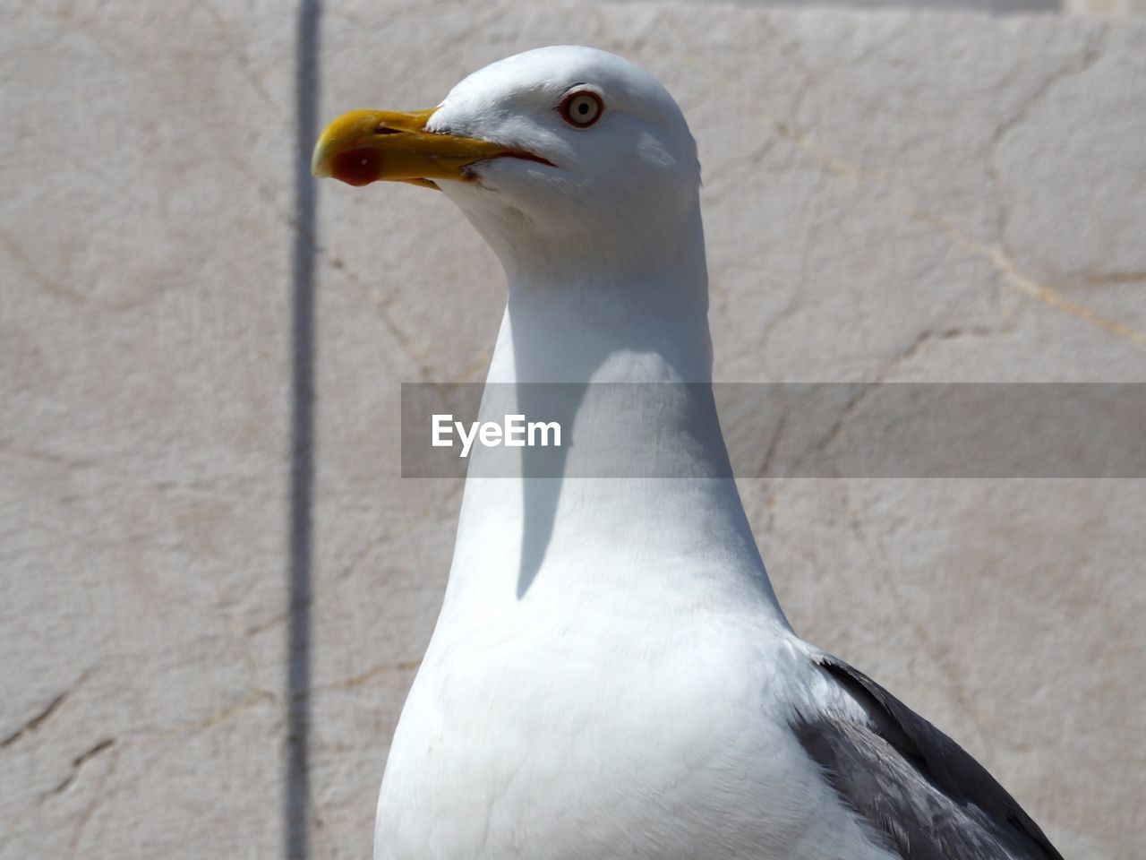 Close-up of seagull against wall