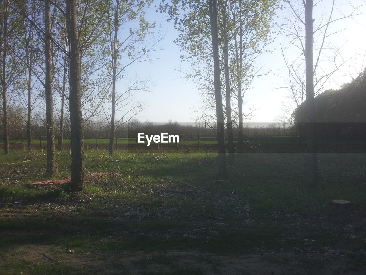 TREES ON GRASSY FIELD