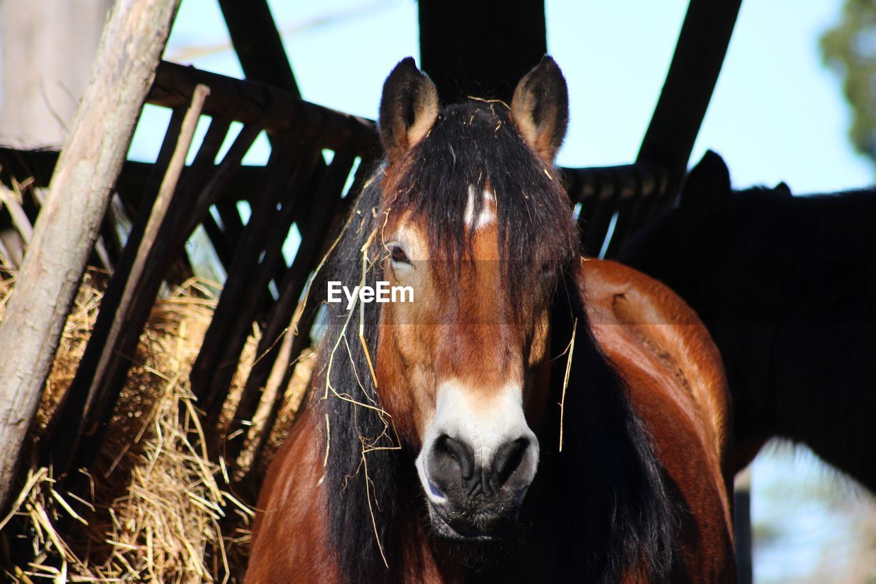 Close-up of horse