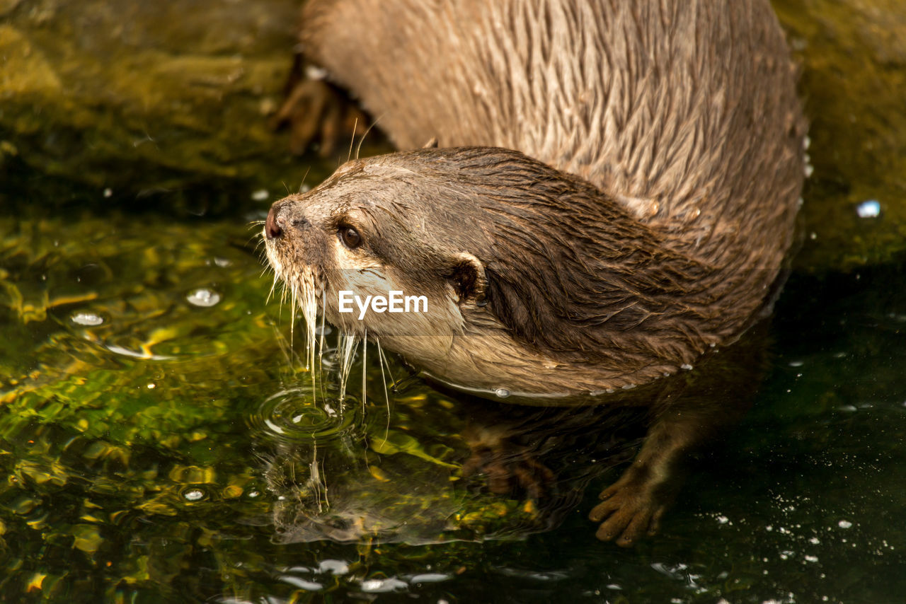 High angle close-up of wet otter in river