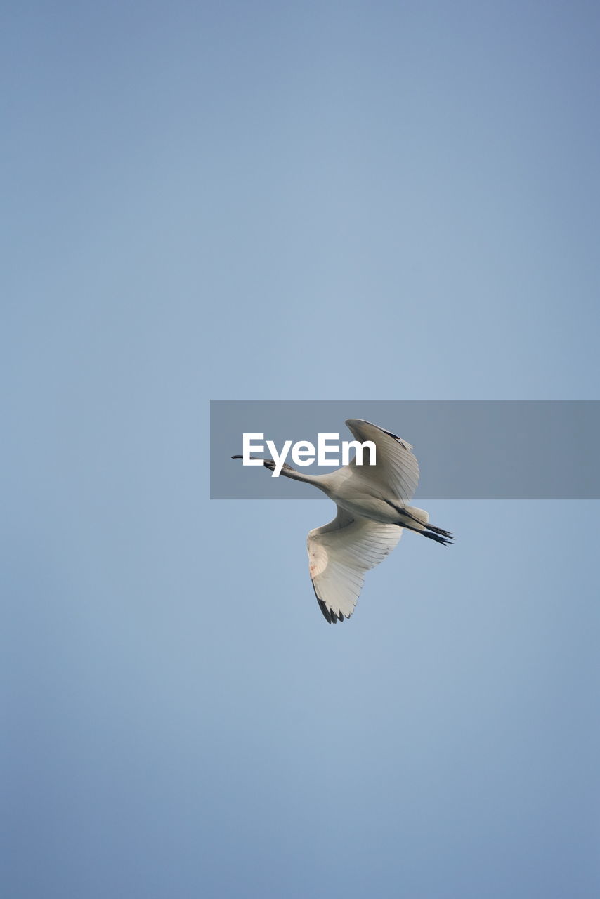 animal, animal themes, animal wildlife, flying, wildlife, bird, one animal, spread wings, sky, blue, animal body part, clear sky, gull, no people, mid-air, nature, copy space, seabird, low angle view, wing, animal wing, motion, outdoors, day, full length