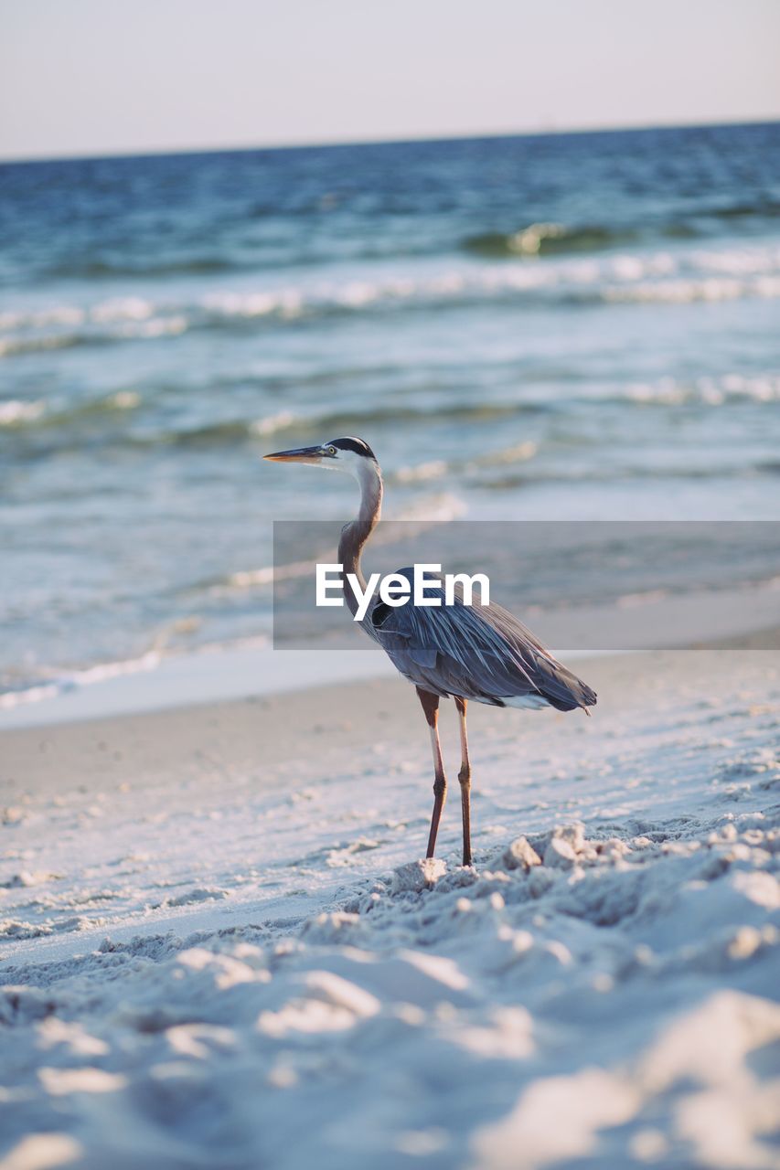 Heron on beach