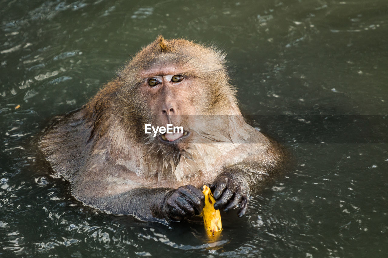 High angle view of long-tailed macaque holding banana in lake at zoo
