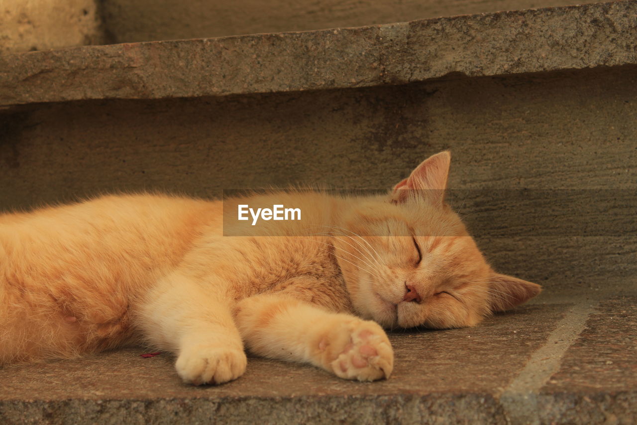 Close-up of cat sleeping on a stair.