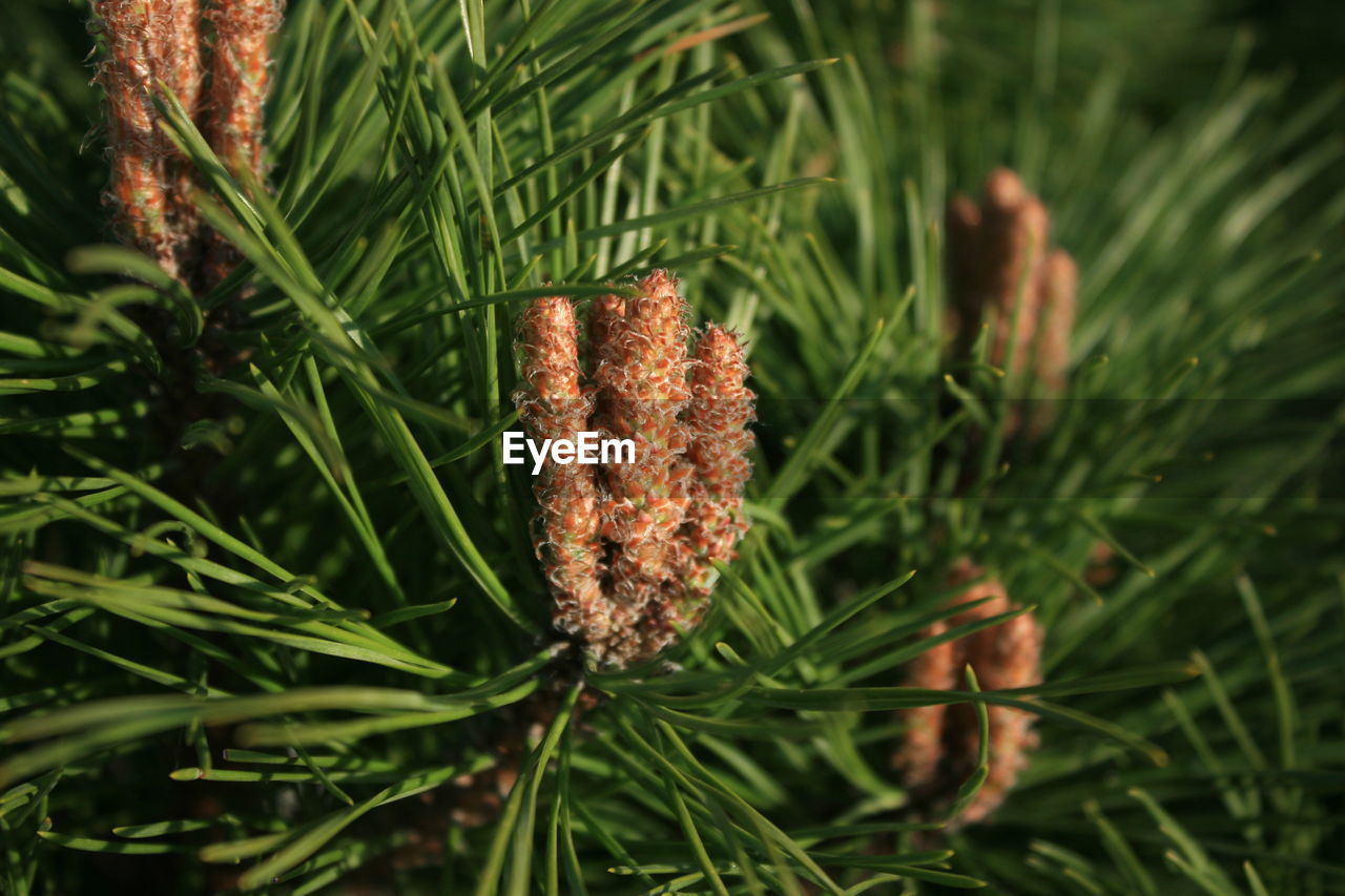 CLOSE-UP OF PINE CONE ON PLANT