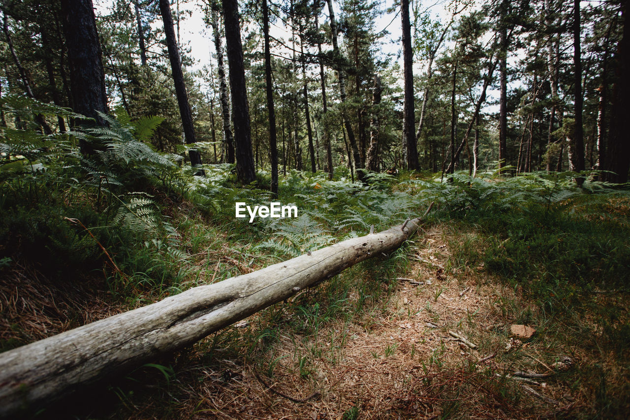 view of trees in forest