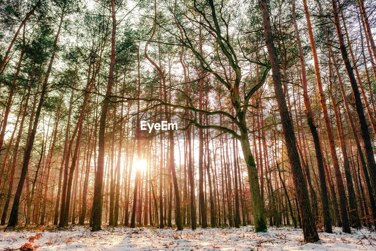 Trees in forest during winter