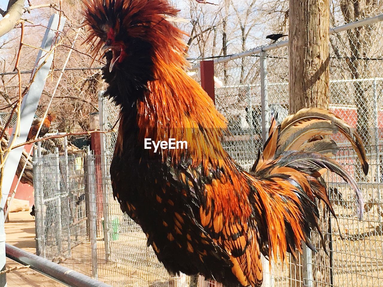 CLOSE-UP OF ROOSTER WITH TREE