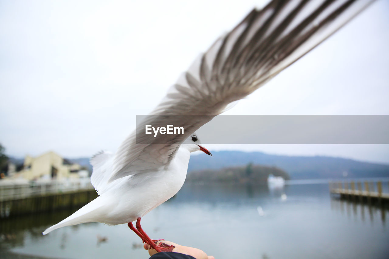 bird, animal themes, animal, animal wildlife, wildlife, one animal, water, gull, flying, seabird, nature, animal body part, spread wings, beak, day, seagull, focus on foreground, wing, sky, outdoors, animal wing, sea, beauty in nature, no people, european herring gull, white