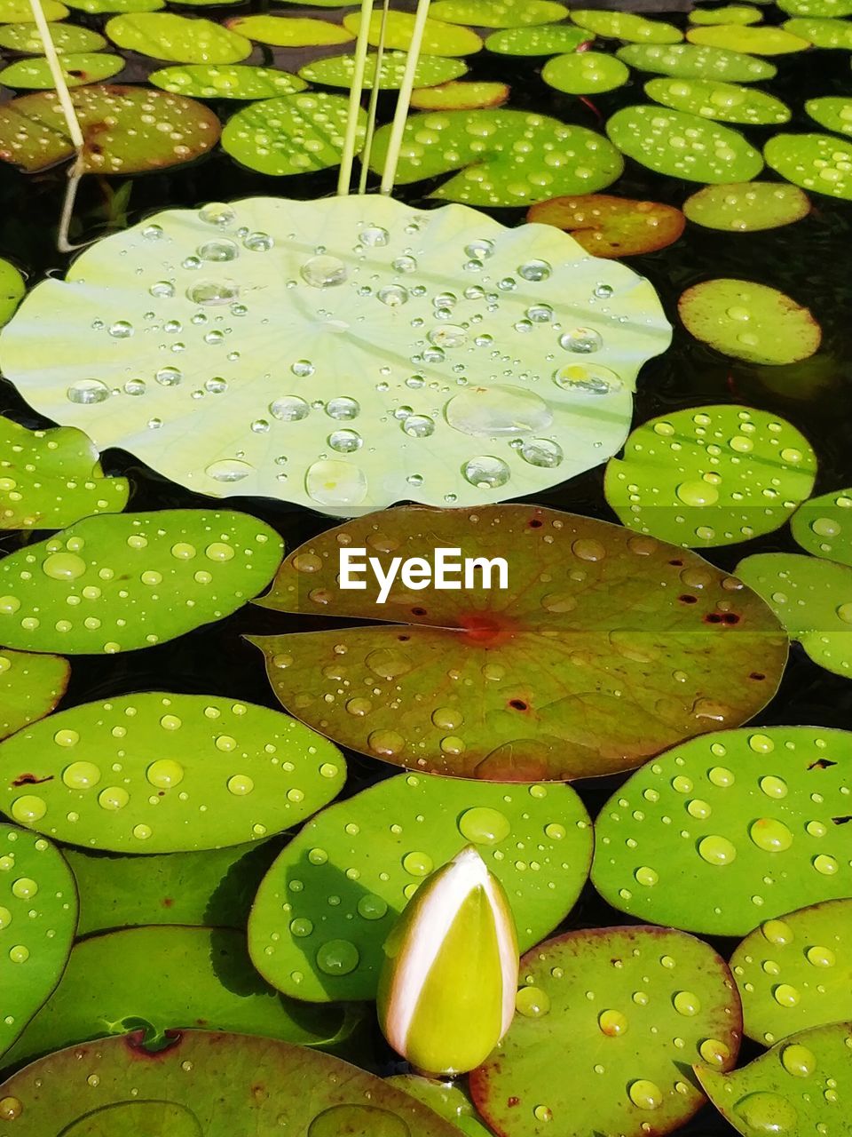 HIGH ANGLE VIEW OF WATER DROPS ON LEAVES