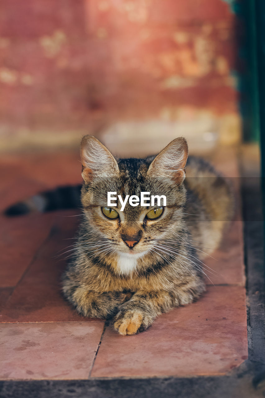 CLOSE-UP PORTRAIT OF CAT SITTING ON FLOOR